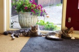 katten allemaal 02-07-2015 009